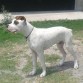 Este es mi amigo JACK, tiene 6 meses, alguien tiene idea de cuál puede ser la otra raza de la cruza? Es que a muchas personas les gusta pero cuando me preguntan no sé que contestar más que "es una cruza de boxer con no sé qué"  :( 