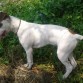 Este es mi amigo JACK, tiene 6 meses, alguien tiene idea de cuál puede ser la otra raza de la cruza? Es que a muchas personas les gusta pero cuando me preguntan no sé que contestar más que "es una cruza de boxer con no sé qué"  :( 