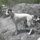 Este es mi amigo JACK, tiene 6 meses, alguien tiene idea de cuál puede ser la otra raza de la cruza? Es que a muchas personas les gusta pero cuando me preguntan no sé que contestar más que "es una cruza de boxer con no sé qué"  :( 