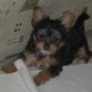 Gonnie 2 meses 