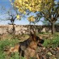 Echándose una siesta bajo las bonitas pereras...