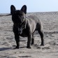 Se vé un poquito oscura, es atigrado y precioso....
Le encanta correr por la arena en la playa.