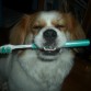 a lavar los dientes!