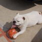 AQUI ESTÁ COPO JUGANDO CON SU PELOTA, UN DÍA DIBERTIDO PARA EL.