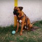 Tyson de 10 meses con su pelota jaja