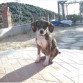 Este es Clapton, en su primer baño, haciendo sus primeros largos en la piscina. Lo metí conmigo y estuvimos bastante tiempo nadando :DD