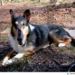 collie de pelo corto negro