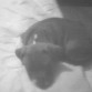jake durmiendo