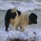 LULU esta intentando entrar en la playa, pero hay mucha marea y se queda en la orilla