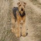 hola!!os presento a GUS un airedales terrier maravilloso