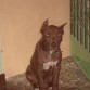 AMERICAN STAFFORDSHIRE TERRIER
