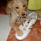 Mordiendo una zapatilla (3 meses)