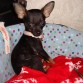 Esta es lulu, una pequeñisima pinscher de bolsillo, apenas tiene 3 meses de vida