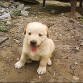 Mozo