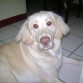 mi bebe sherry