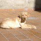 Perro o leon tomando el Sol?