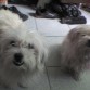 aqui Ossly con Sassie, su mamixD!!