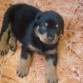 ROTT es un cachorro de ROTTWEILER, macho de 1 mes y15 dias.