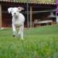 mateito de paseo en chinacota, y feliz porque tenia una gran cabaña a su disposiscion