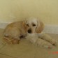 Mi pequeña lola fue robada en diciembre de 2007 sigue viviendo el corazon de la familia... Te extrañamos Lolita.