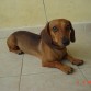 Rocky dinámico y extrovertido siempre estaras en nuestros corazones.