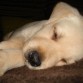 Este es Talos, un cachorrito de 1 mes y 3 semanas más o menos es un dormilón.
