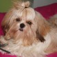 Con 10 meses mi shih tzu