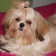 Con 10 meses mi shih tzu