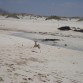 Correteando por la playa con su pelota!