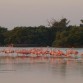 esto es en sisal al amanecer
millones de flamingos