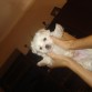 Este es Kobby mi cachorro de Bichon Habanero... es de color blanco con las orejas canela... es muy jugueton y desde que llego se convirtio en el rey de la casa...