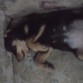 Durmiendo a pierna suelta, una de sus actividades favoritas