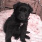 Bosi, de cachorro.