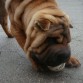 jugando con la pelota