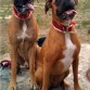 THOR E ISIS
Thor es el boxer de mi ex pareja pero como seguimos teniendo una buena relación pues los perros disfrutan de largas tardes en el parque y posan así de guapisimos!