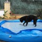 Nuestra piscina nueva..... consecuencias de tener un boxer en casa....... y ella tan contenta con una piscina para ella sola :-)