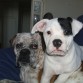 tygor con mi nueva hembra de 3 meses de bulldog americano  se llama yumba i es un amor