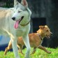 Sally y su amigo Chito de paseo