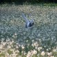 ENTRE FLORES 