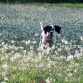 MAX ENTRE FLORES 