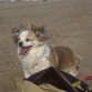 Luzna corriendo en la playa