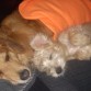 Son Rex y Coco, durmiendo a mi lado.