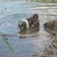 En el río!