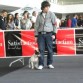 Yo,presentando a Luka al concurso nacional canino cidade d pontevedra donde quedo excelente 2º