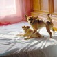 Jugando