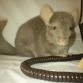 Greta