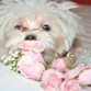 Septiembre 2012!! 5 meses mi nenita tan preciosa.
Mi suegra le dice nietita, asi que "la abuelita" le regalo estas rosas para el dia de la primavera que se festeja aca en Argentina el 21 de septiembre.