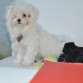 Minmay en el mes de Octubre, su mes de 6 meses....con el pelo mas crecido, toda una top model, jijij peeero...como me gusta que este comoda, la siguiente foto la muestro con look nuevo!