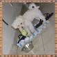 Minmay, 6 meses en Octubre 2012, mas corto el pelo, mas comoda, ojitos hermosos, con su juguete pepe y mis ojotas en su lugar d comidita y bebedero...
