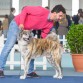 Son Goten IDS Badajoz 2016

Handling by Manuel Fernández (Un yu katsuyo)